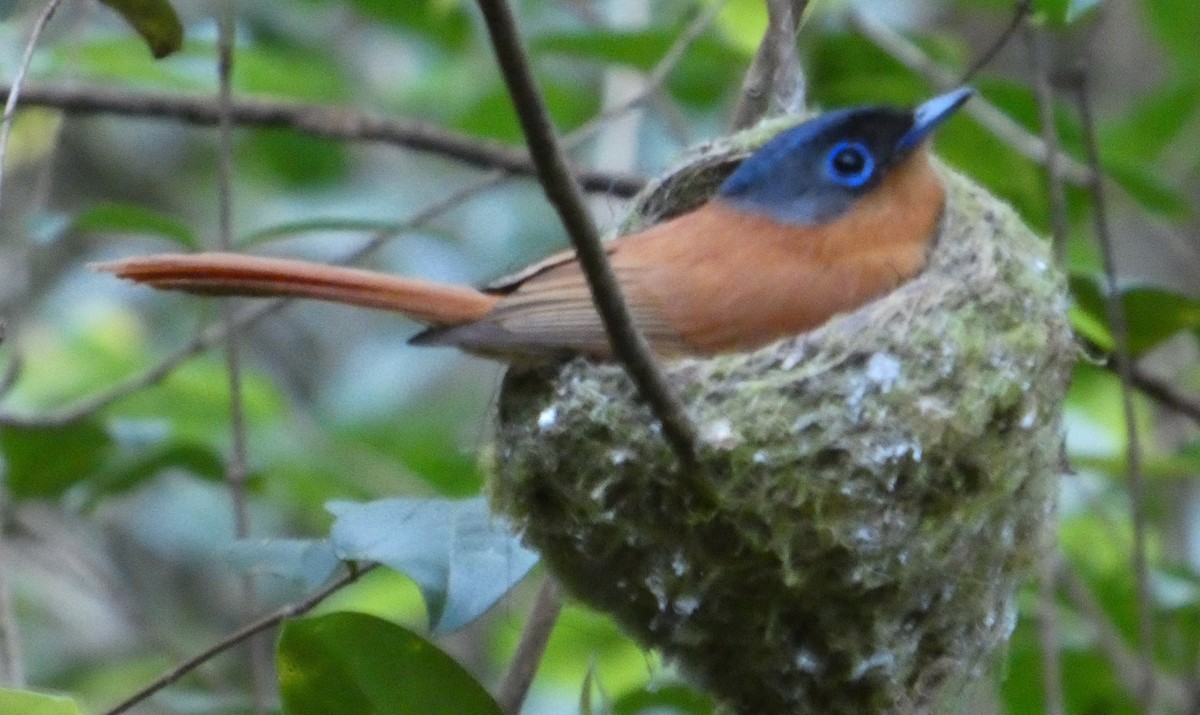 Монарх-довгохвіст мадагаскарський - ML646248958