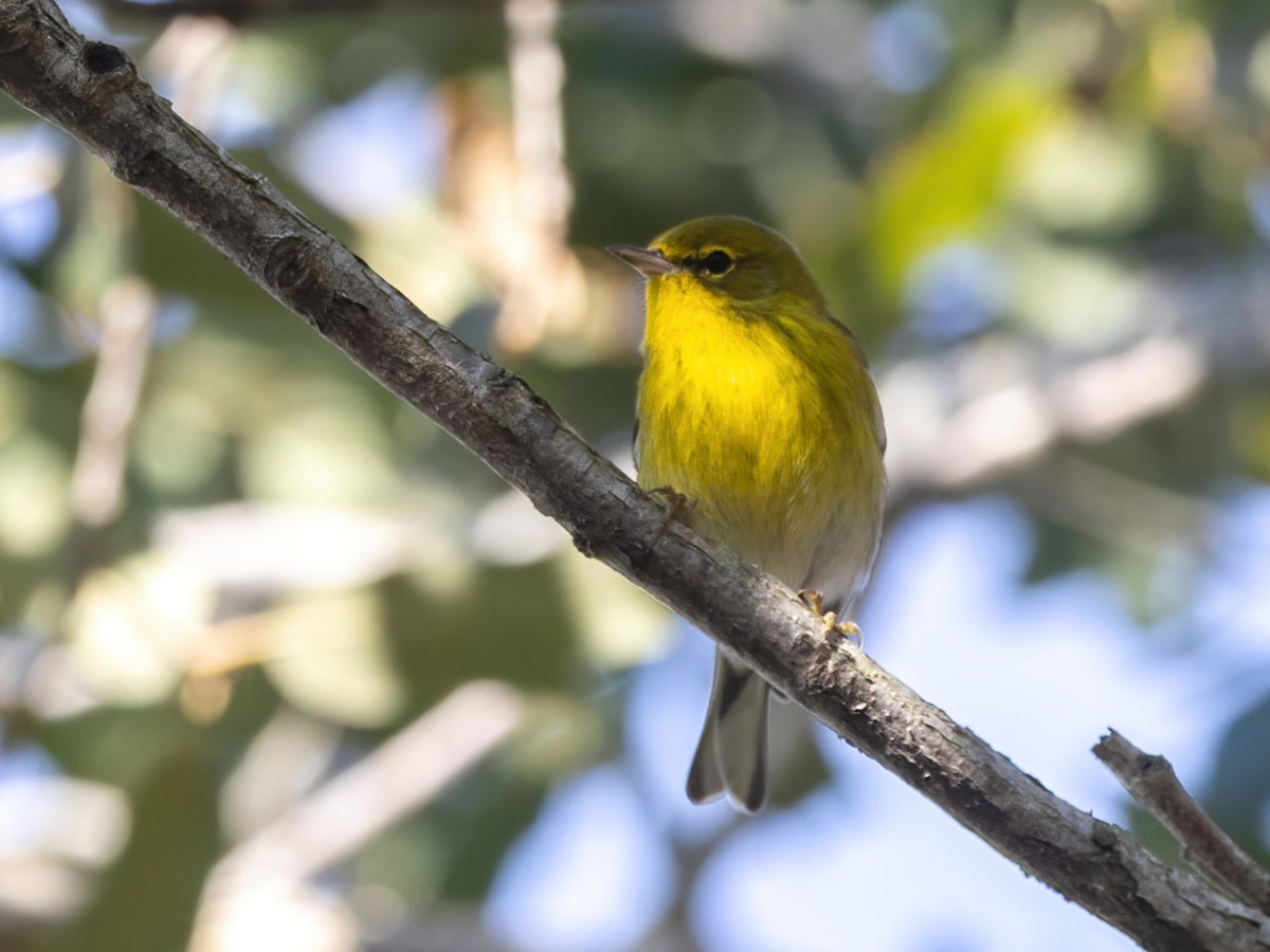 Pine Warbler - ML646248962
