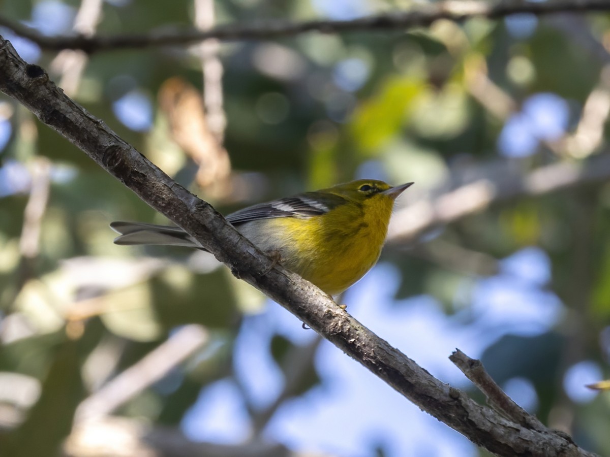 Pine Warbler - ML646248963