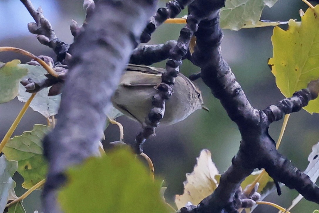 Hume's Warbler - ML646248968