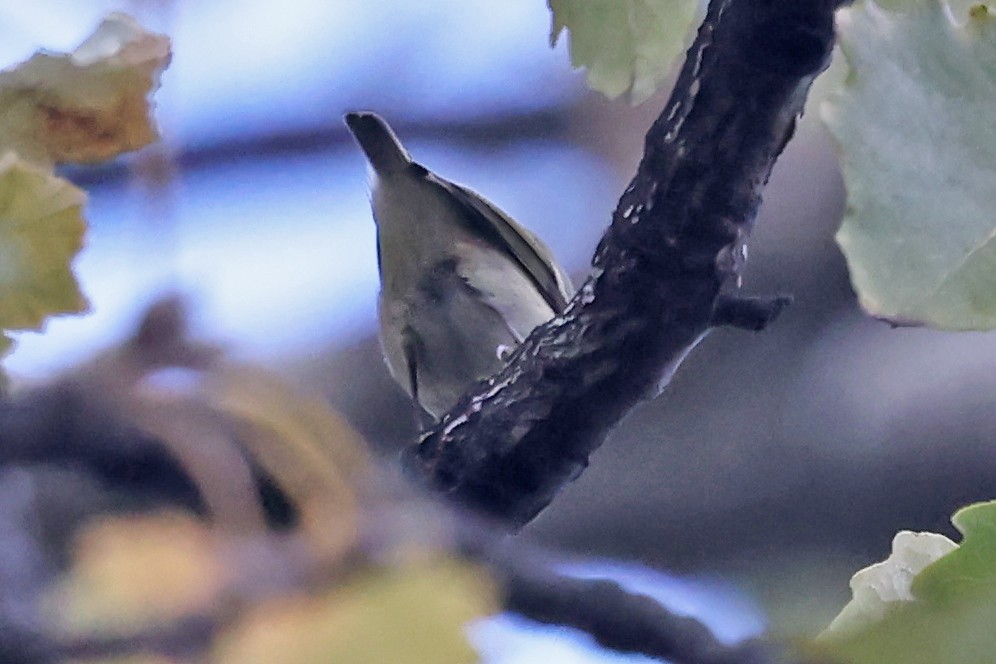 Hume's Warbler - ML646248971