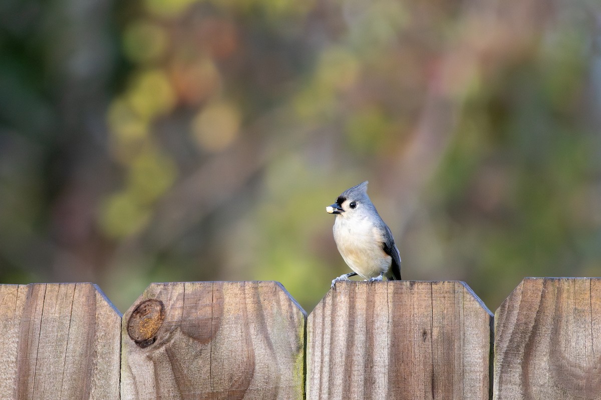 Tufted Titmouse - ML646248972