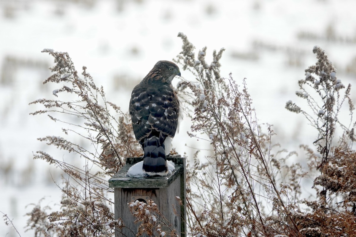 Cooper's Hawk - ML646248974