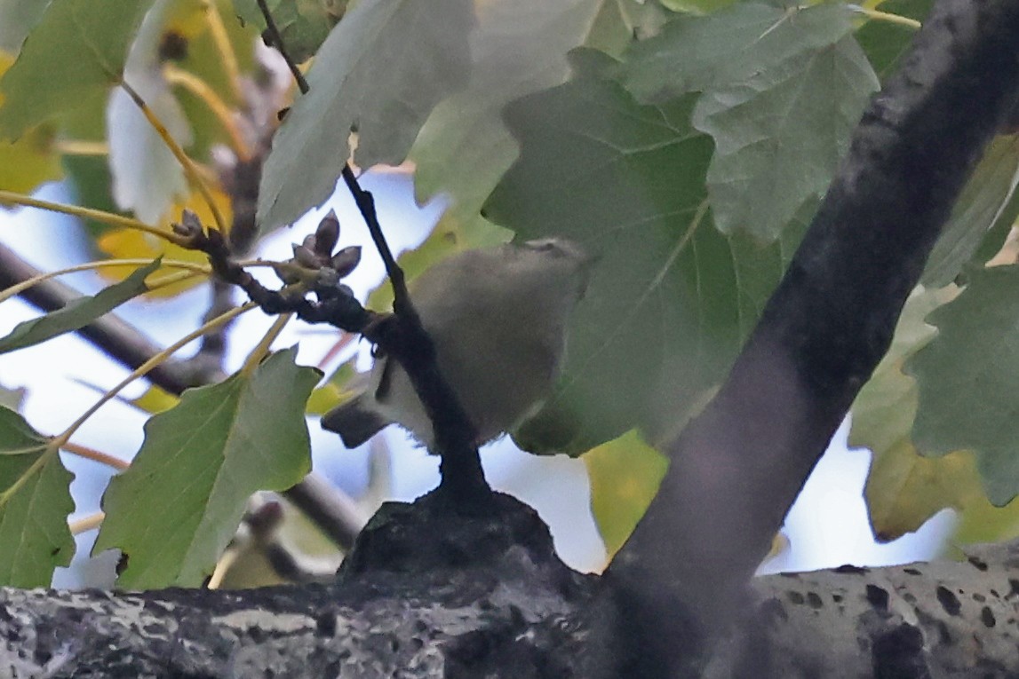 Hume's Warbler - ML646248975