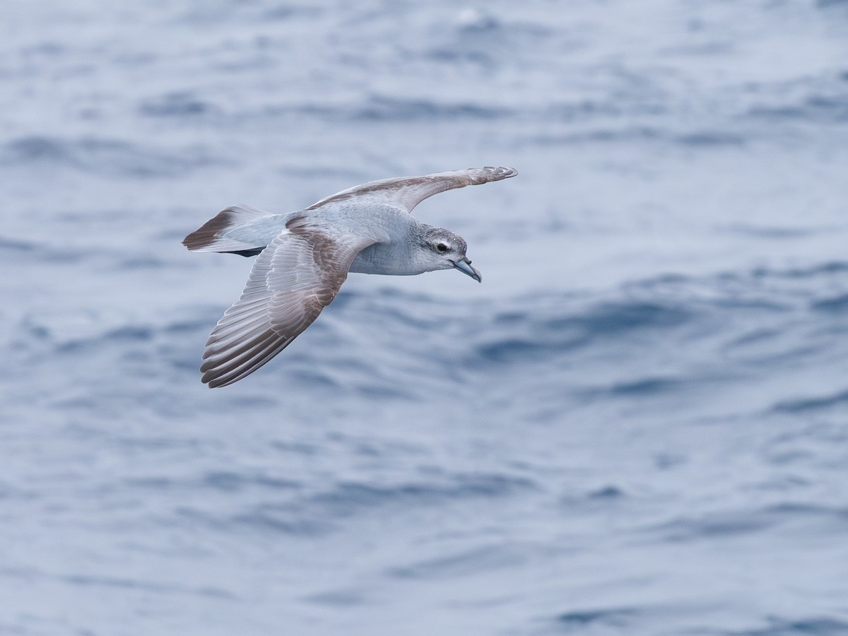 Fairy Prion - ML646248983