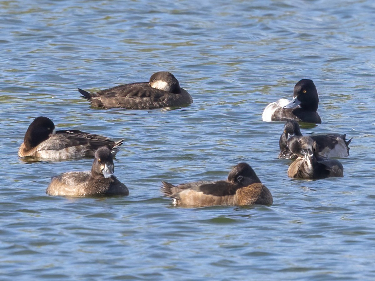 コスズガモ - ML646248984