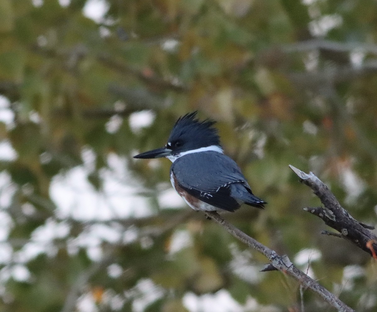 Belted Kingfisher - ML646248991