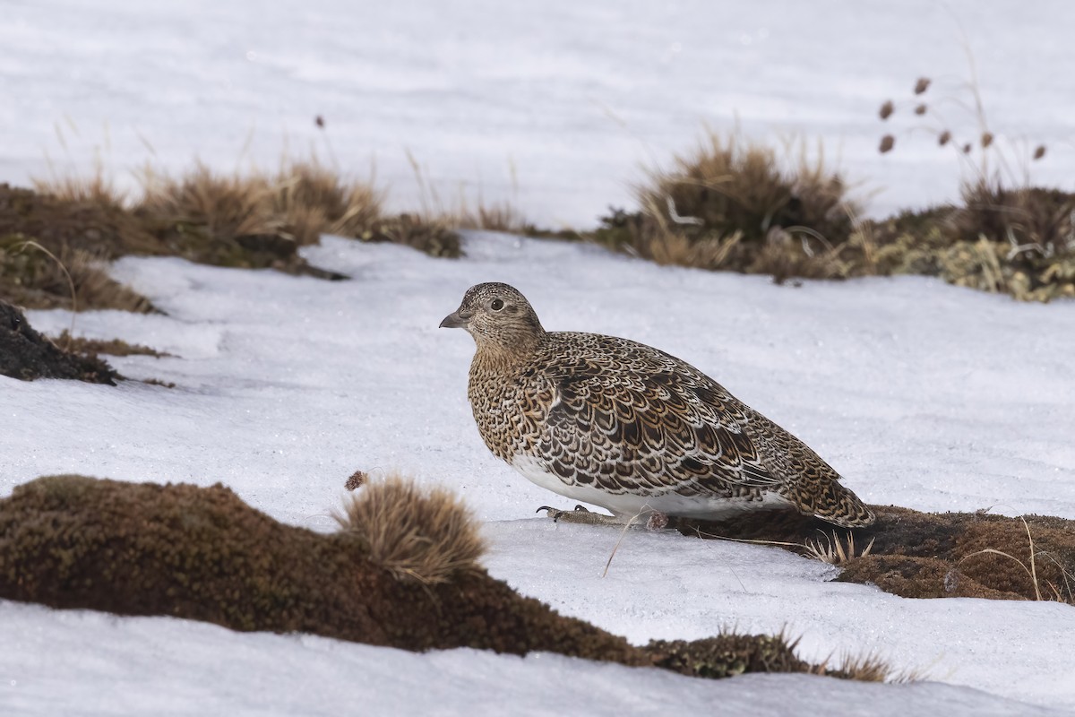 White-bellied Seedsnipe - ML646248994