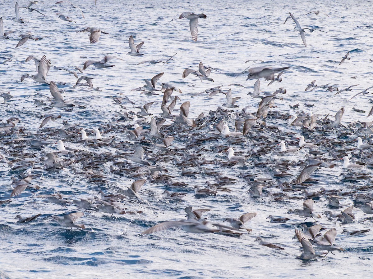 Fairy Prion - ML646248997