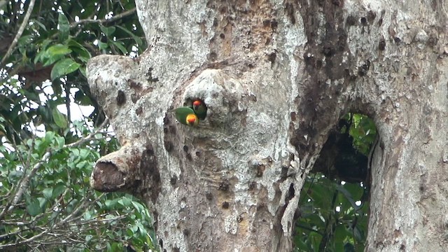 Large Fig-Parrot - ML646248999