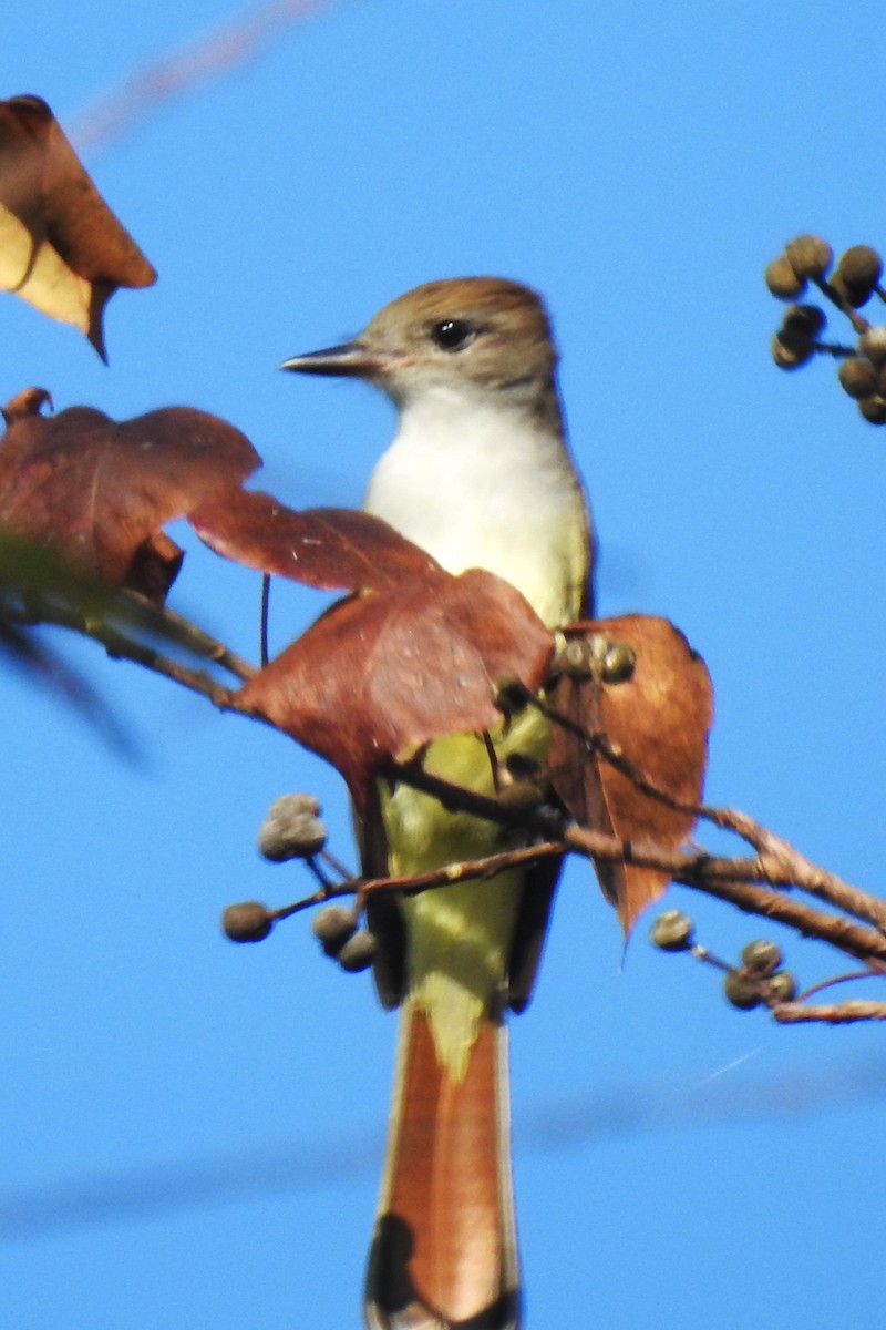 Ash-throated Flycatcher - ML646249000
