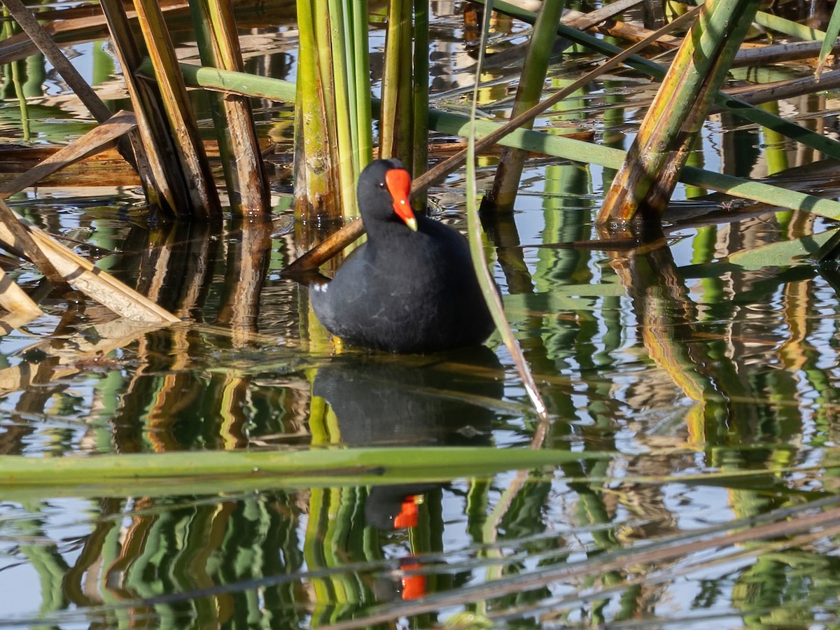 アメリカバン - ML646249005