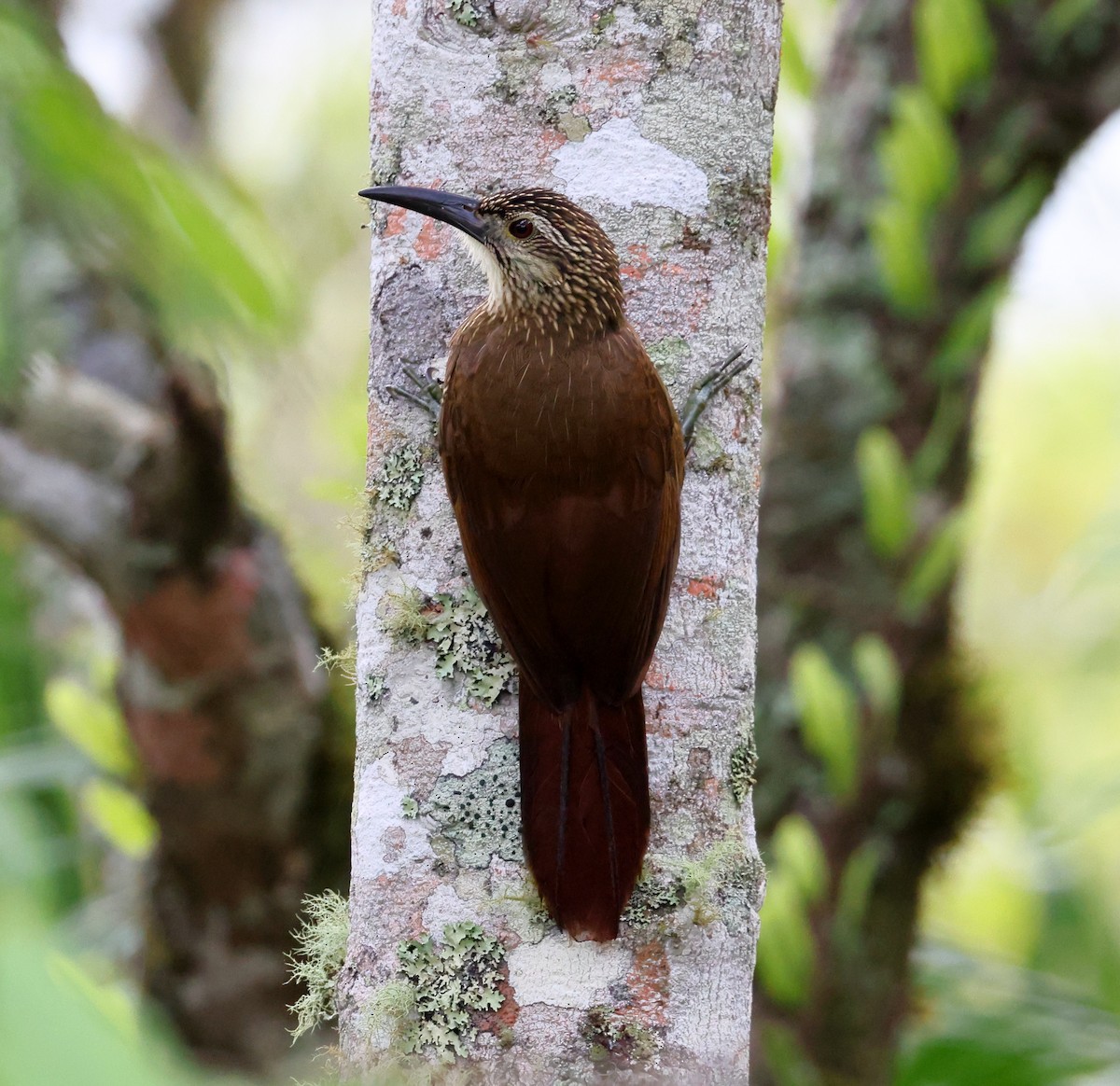 hvitstrupetreløper - ML646249007