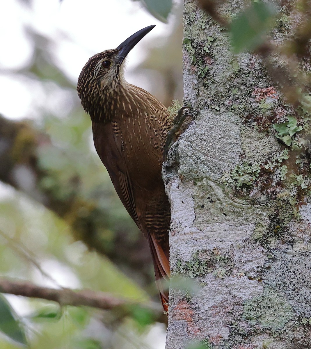 hvitstrupetreløper - ML646249008