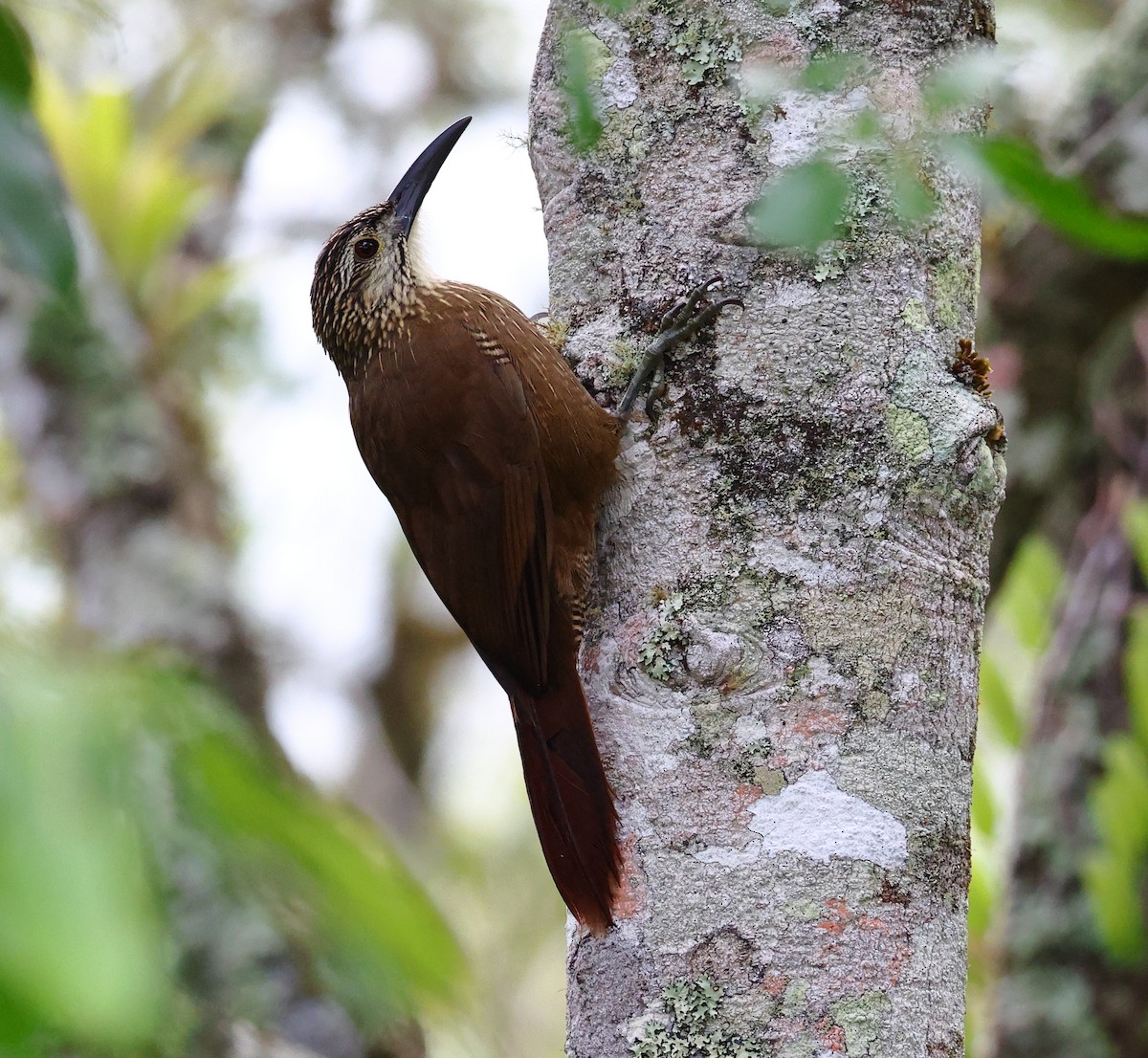 hvitstrupetreløper - ML646249009