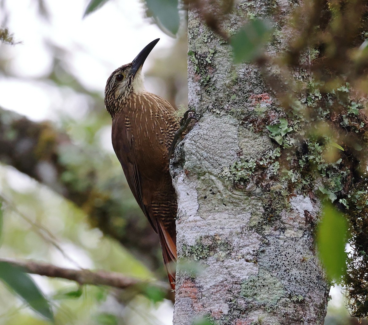 hvitstrupetreløper - ML646249010