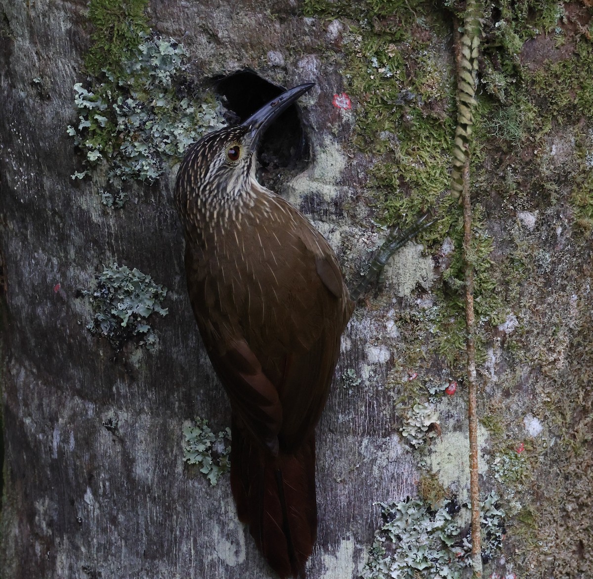 hvitstrupetreløper - ML646249011