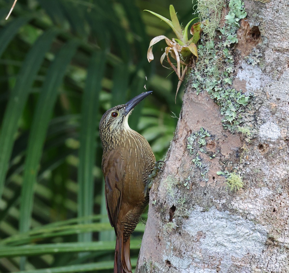 hvitstrupetreløper - ML646249012