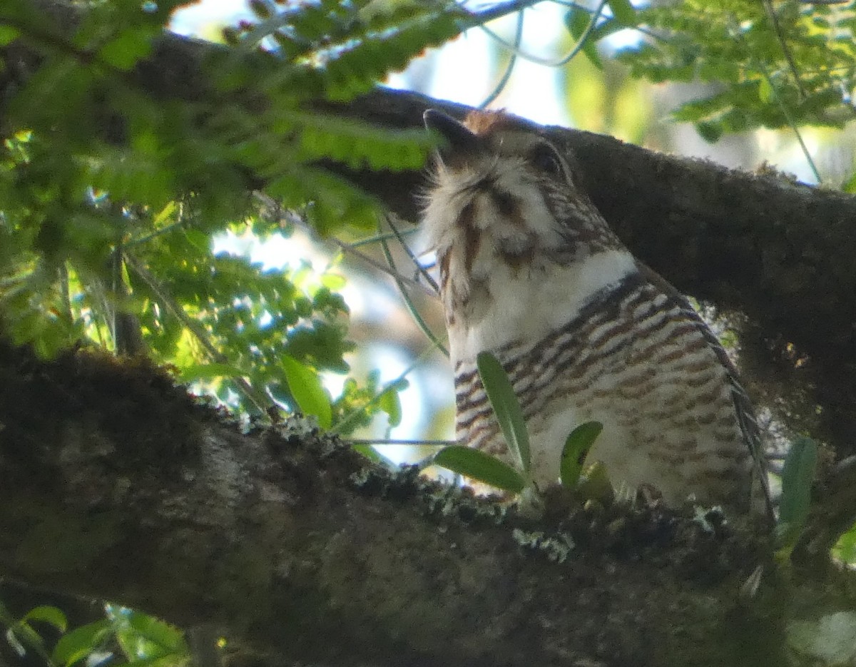 Підкіпка коротконога - ML646249013