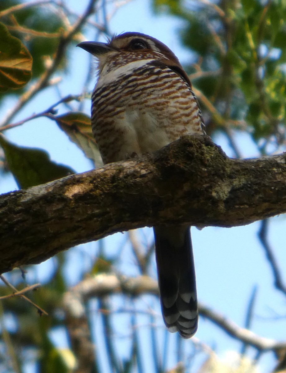 Підкіпка коротконога - ML646249014