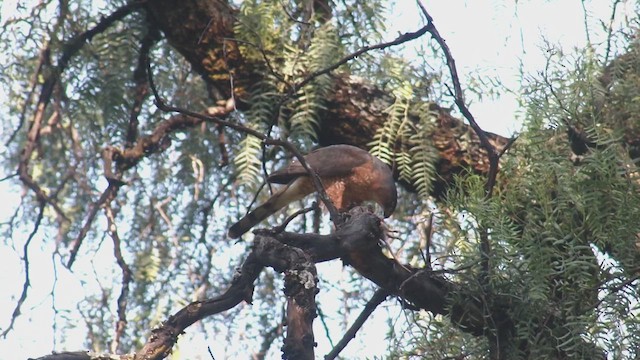 Cooper's Hawk - ML646249024