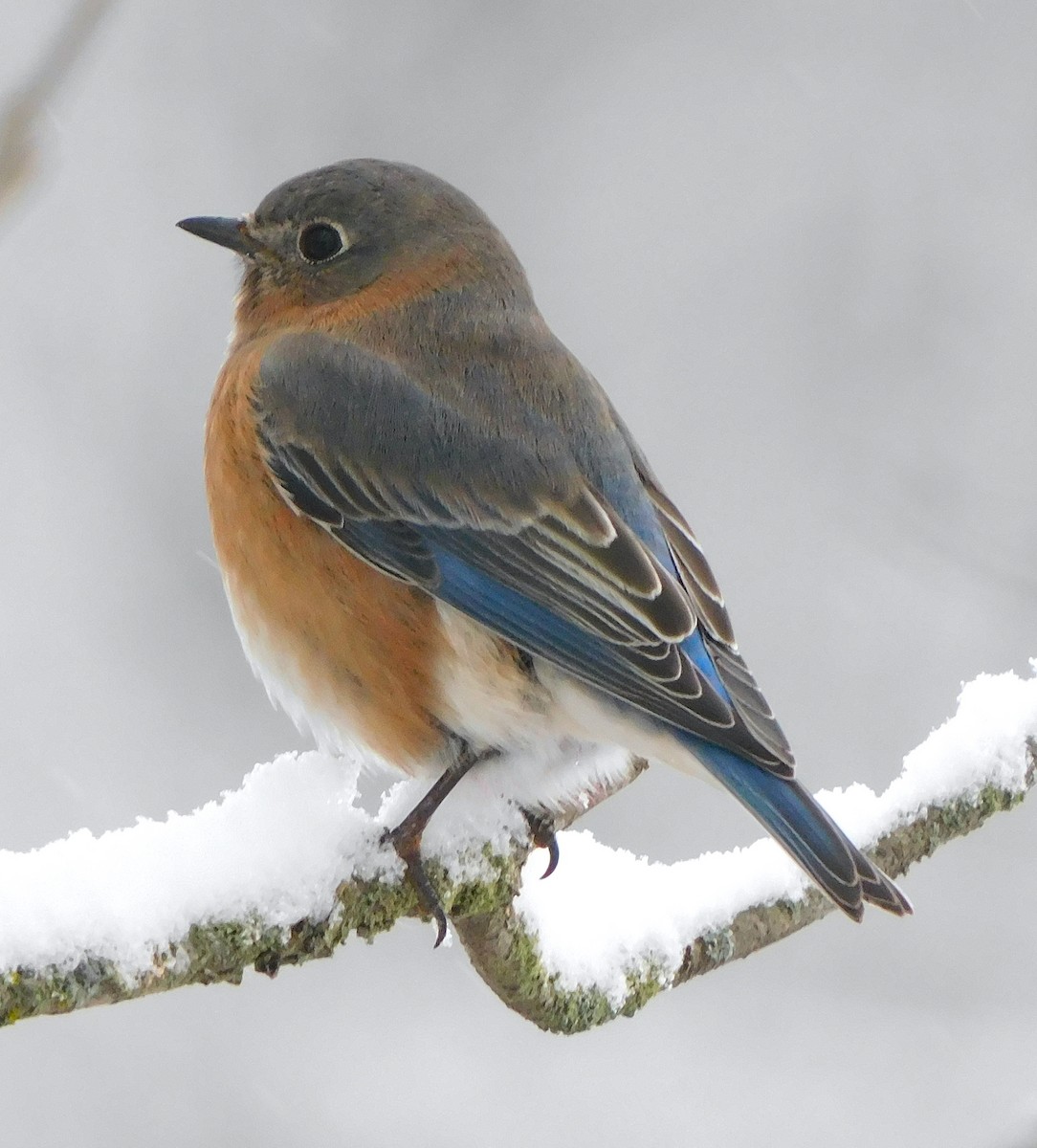 Eastern Bluebird - ML646249037