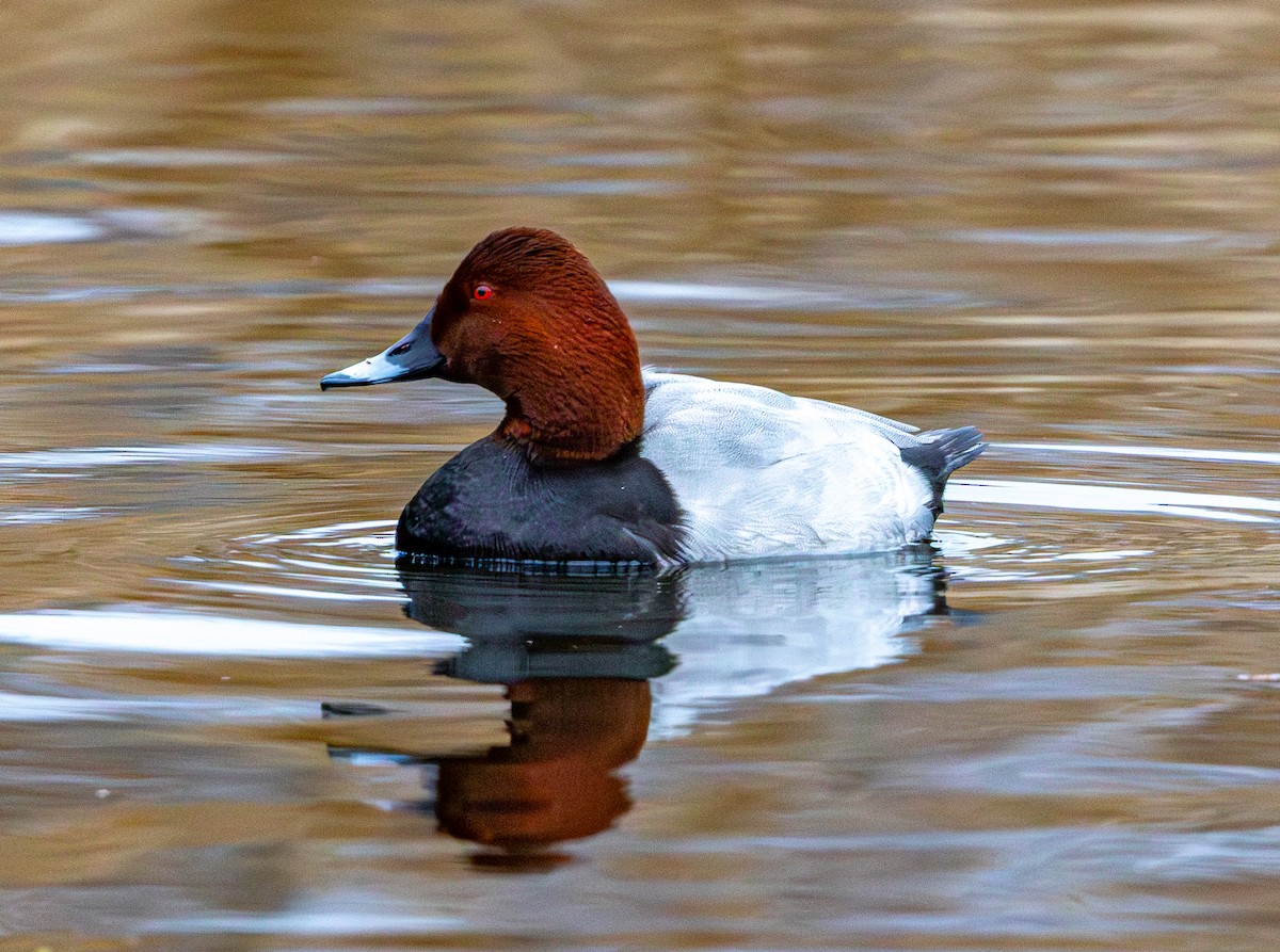 Tafelente - ML646249039