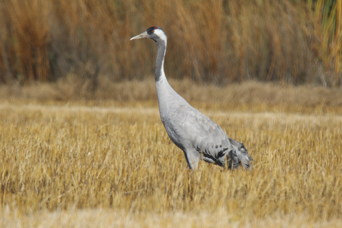 灰鶴 - ML646249041