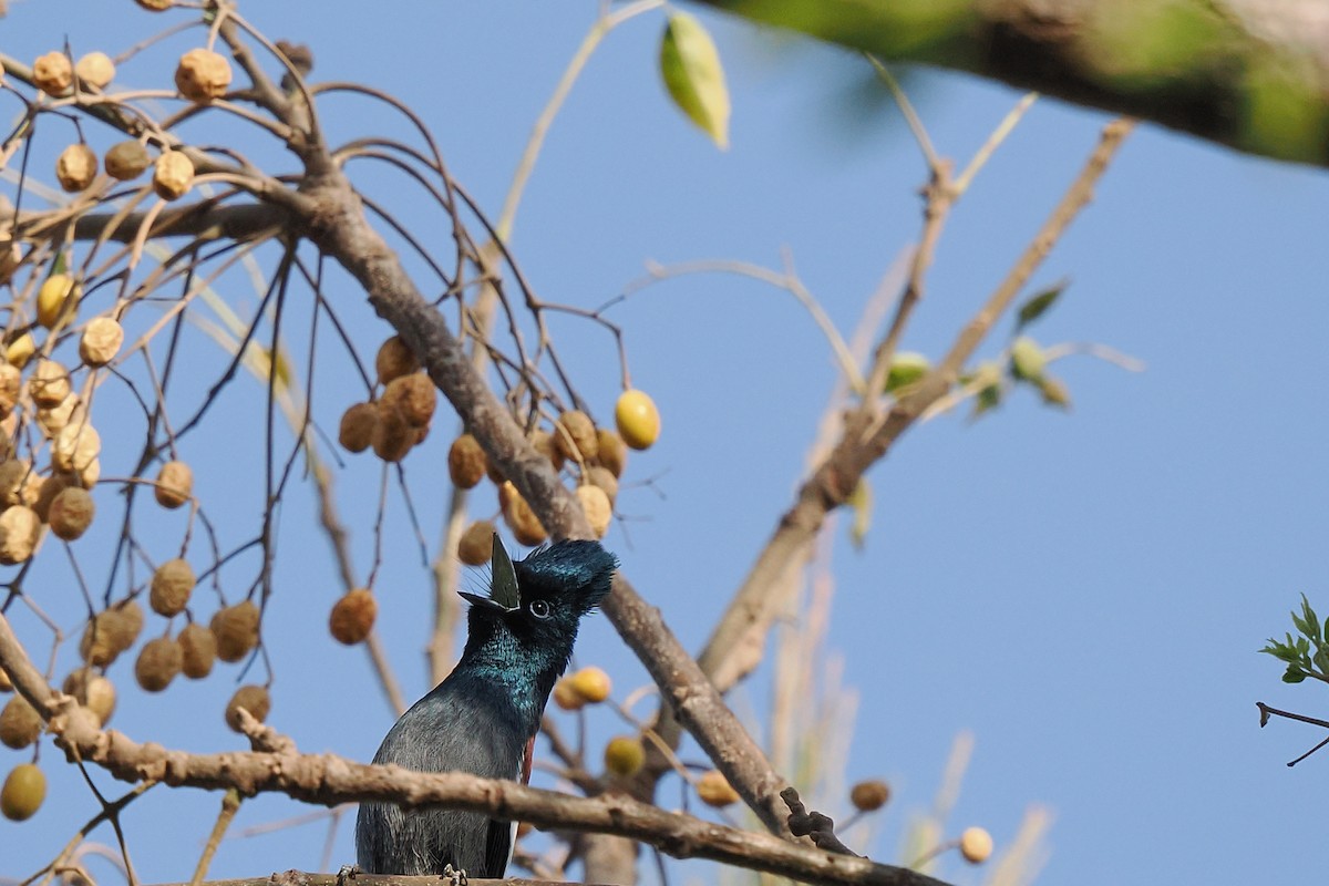 African Paradise-Flycatcher - ML646249046