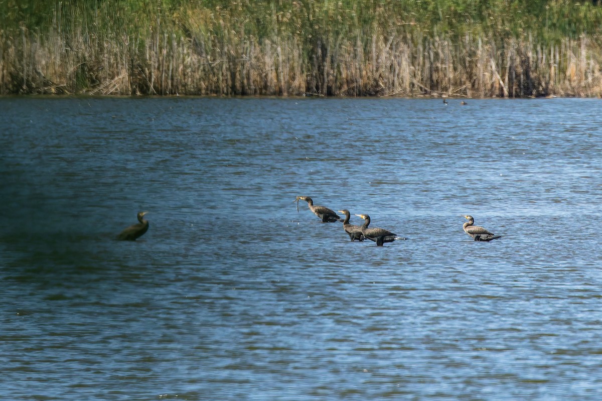 kormorán velký - ML646249050