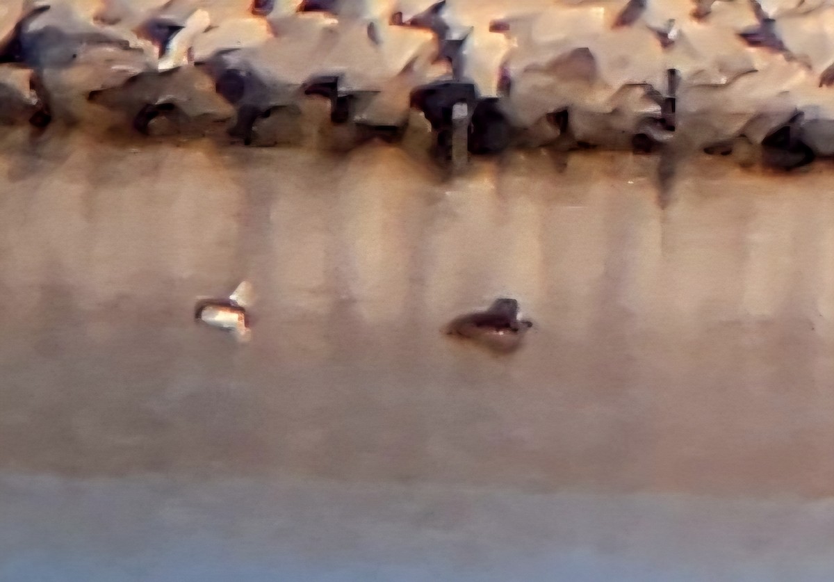 hoholka lední - ML646249051