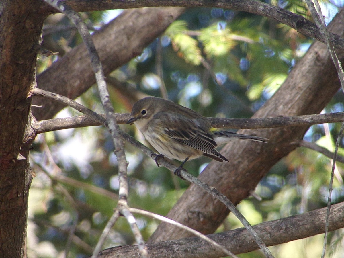 Reinita Coronada (Coronada) - ML646249052