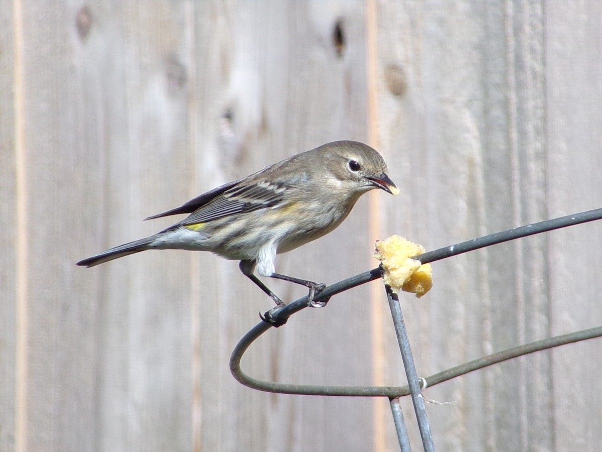Reinita Coronada (Coronada) - ML646249057