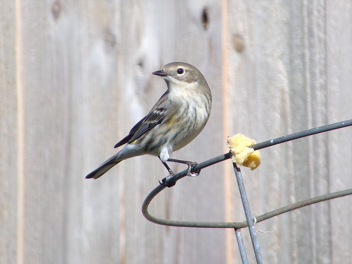 Reinita Coronada (Coronada) - ML646249058