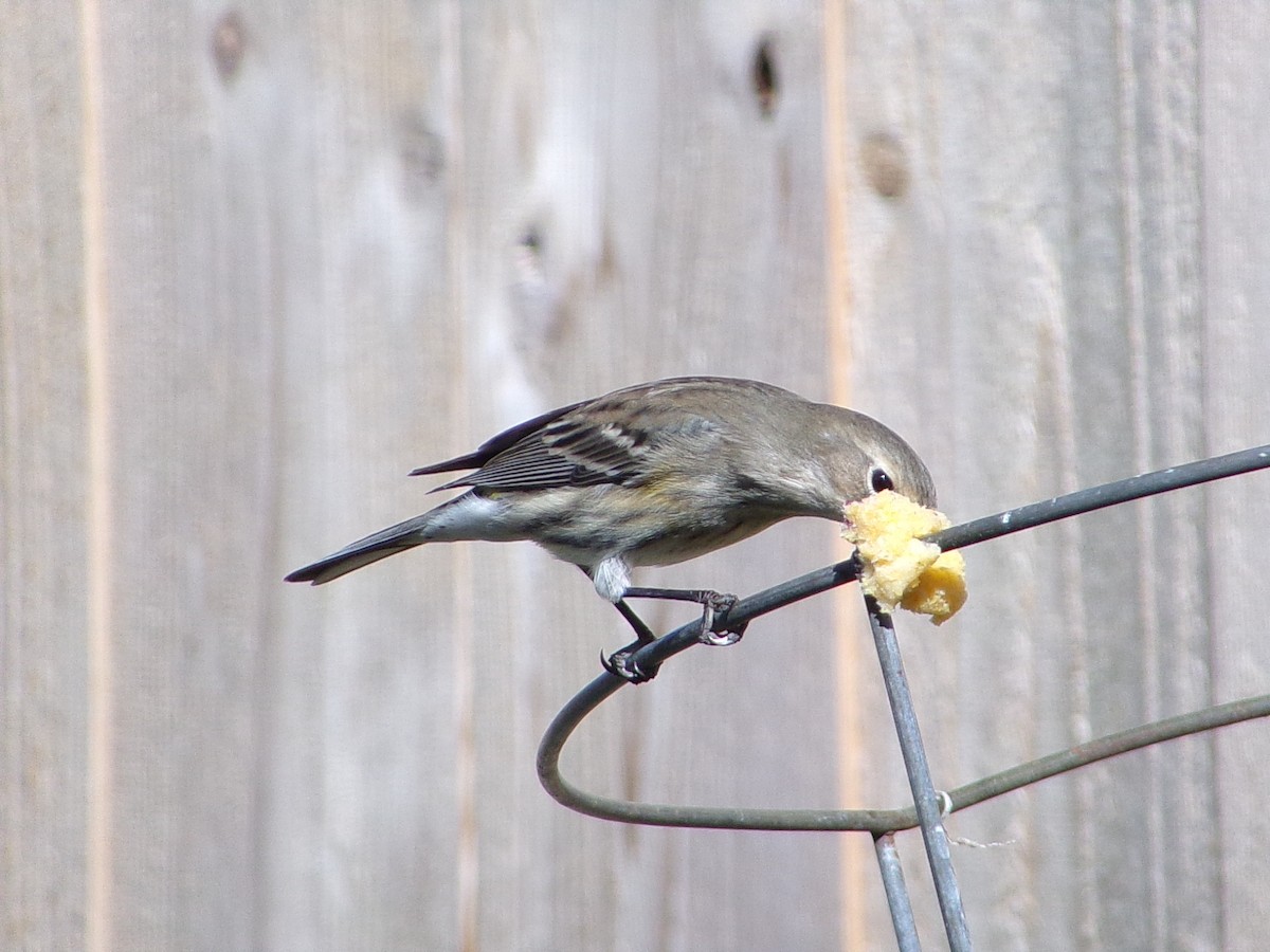 Reinita Coronada (Coronada) - ML646249061