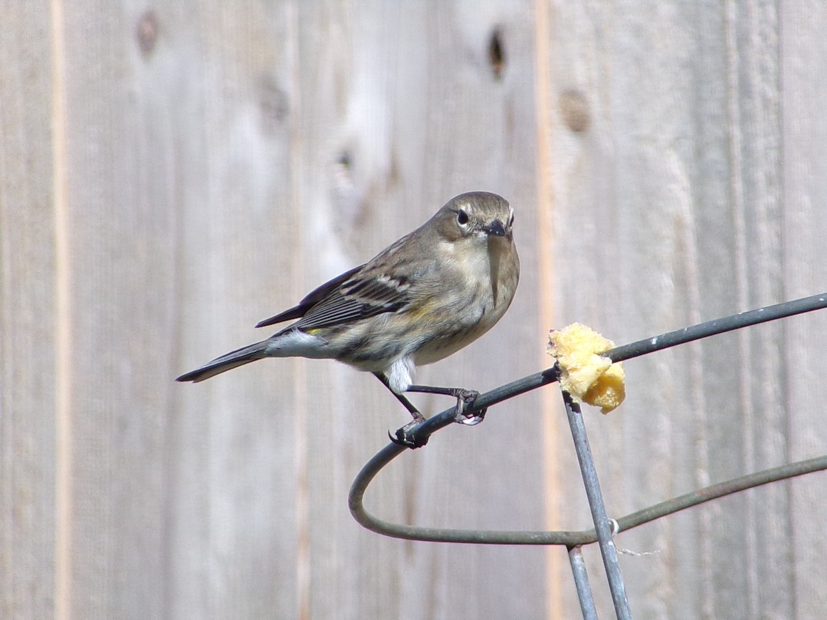 Reinita Coronada (Coronada) - ML646249062