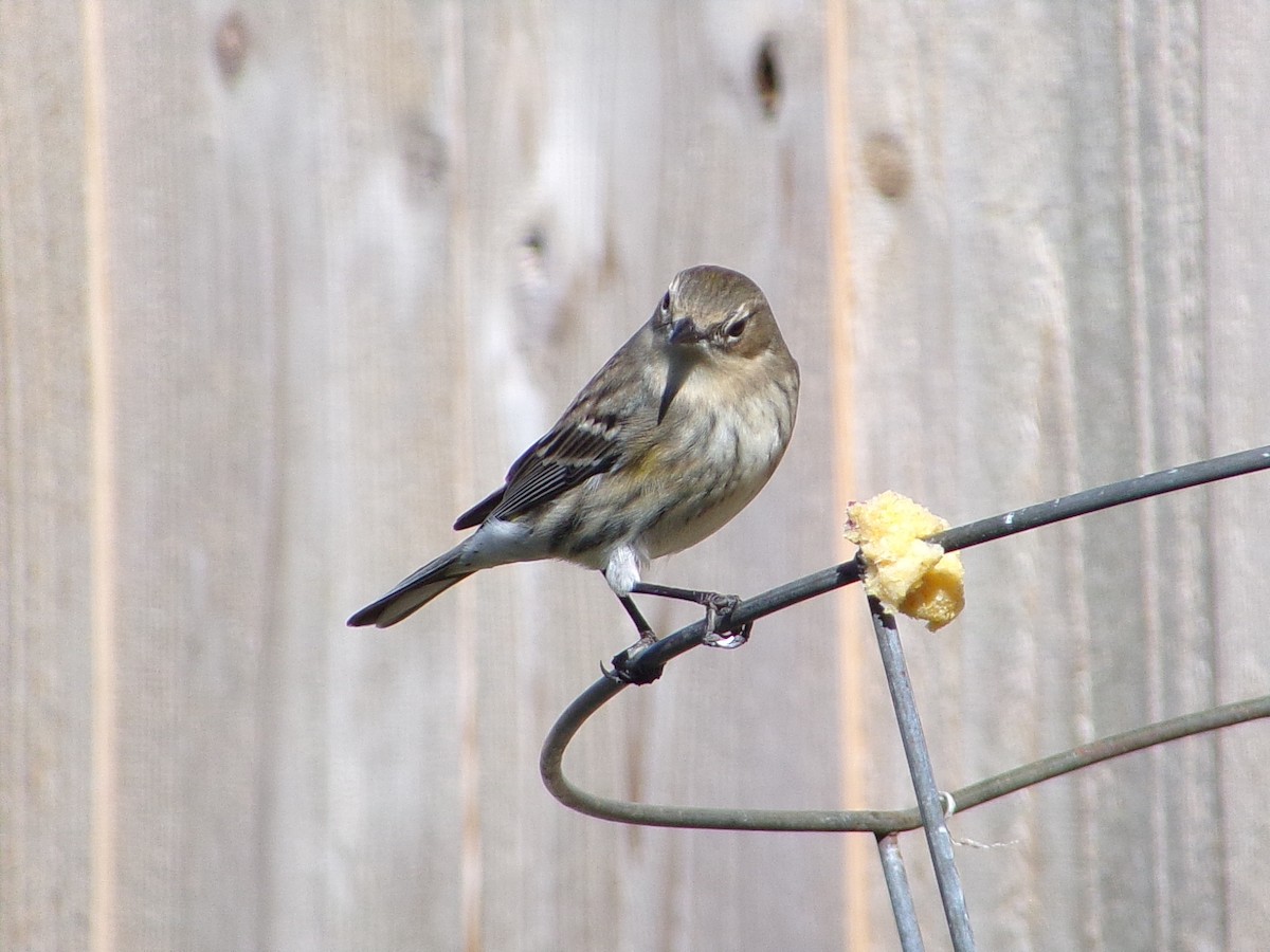 Reinita Coronada (Coronada) - ML646249063