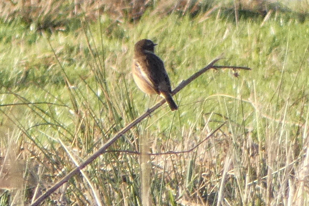 Tarabilla Europea - ML646249069