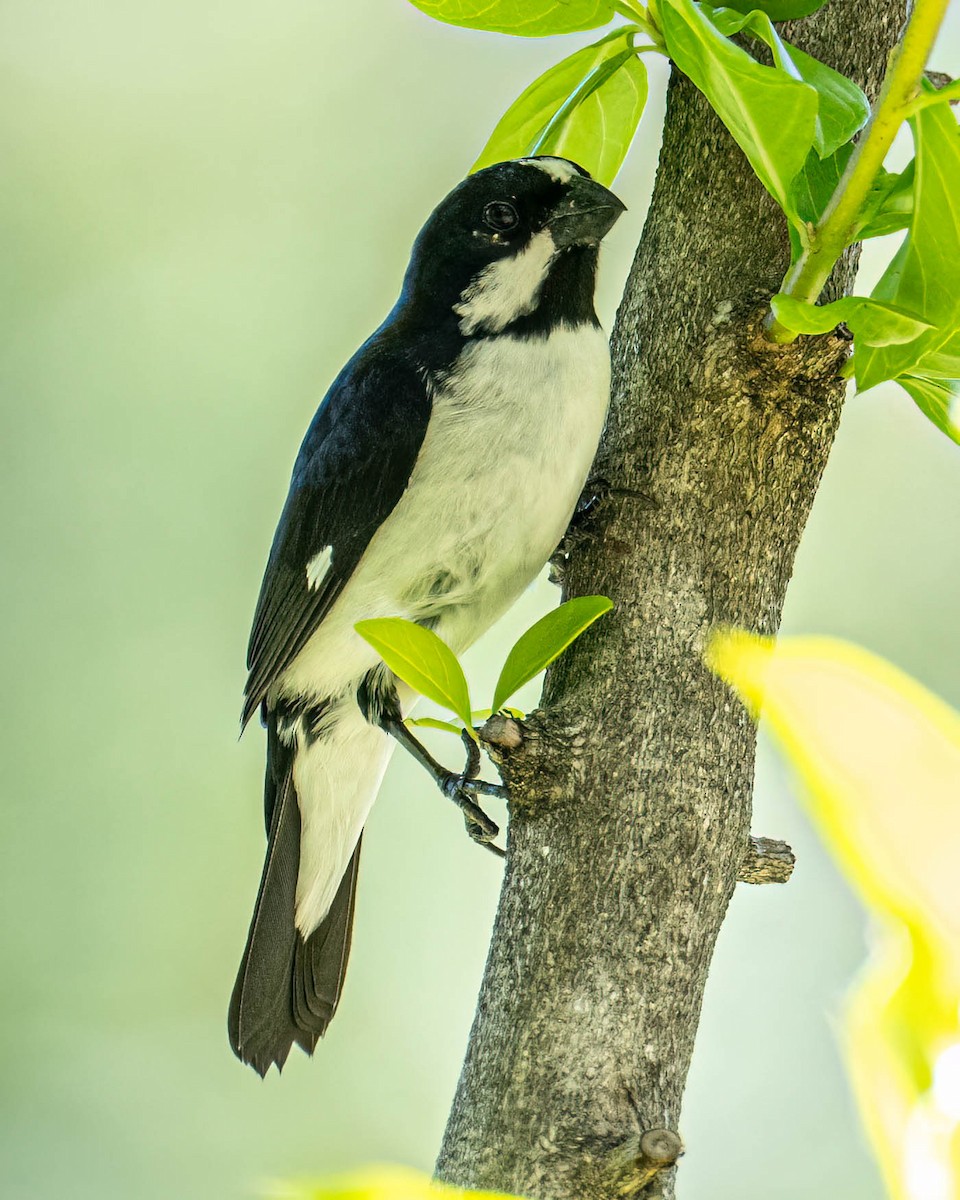 Semillero Overo - ML646249071