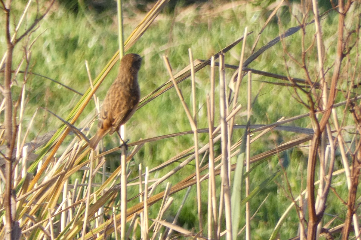 Tarabilla Europea - ML646249072