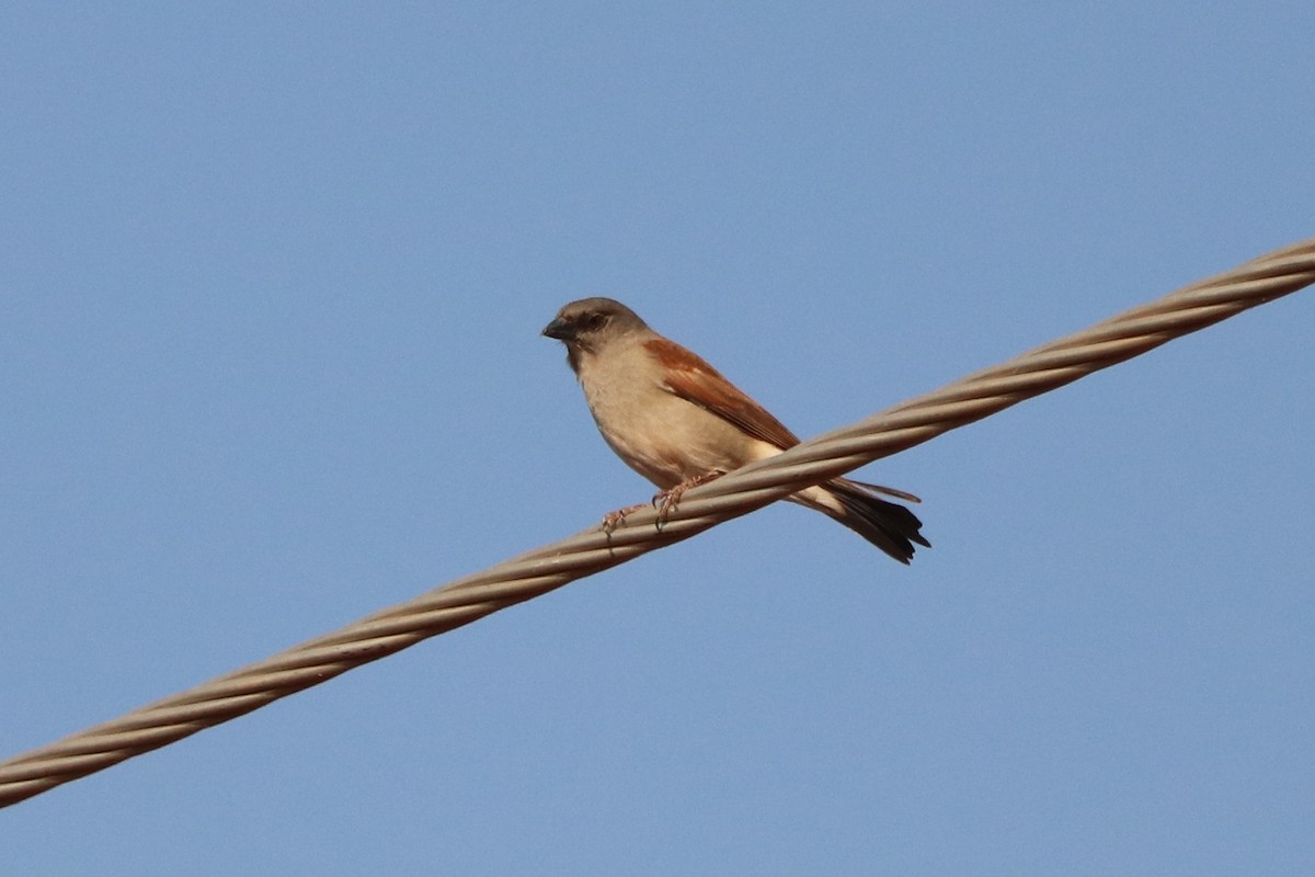 Gorrión Gris - ML646249076