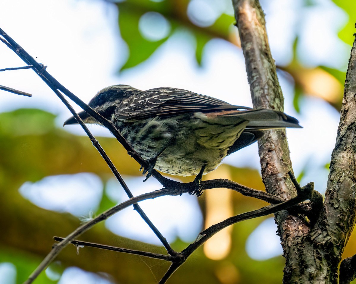 Bienteveo Rayado - ML646249077