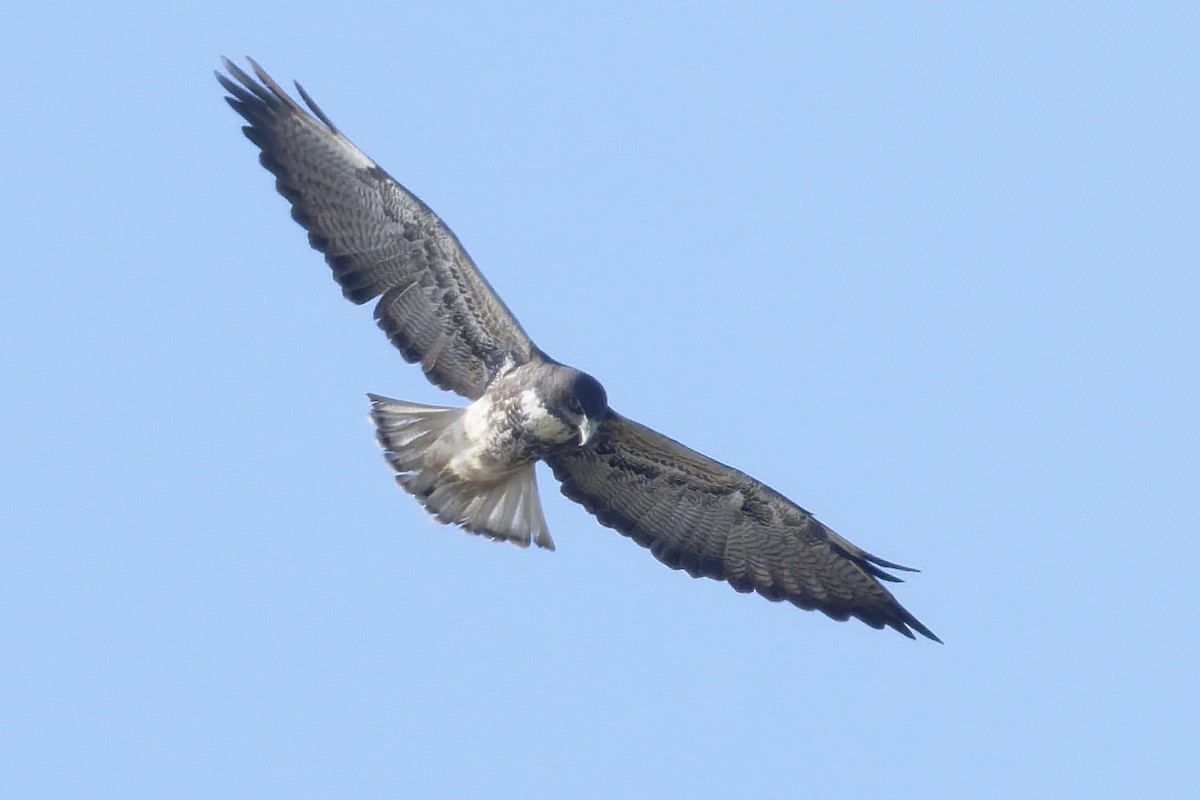 Busardo Coliblanco - ML646249078