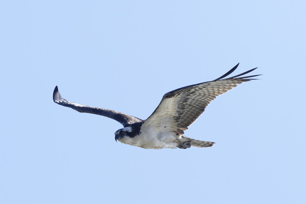 Águila Pescadora - ML646249079