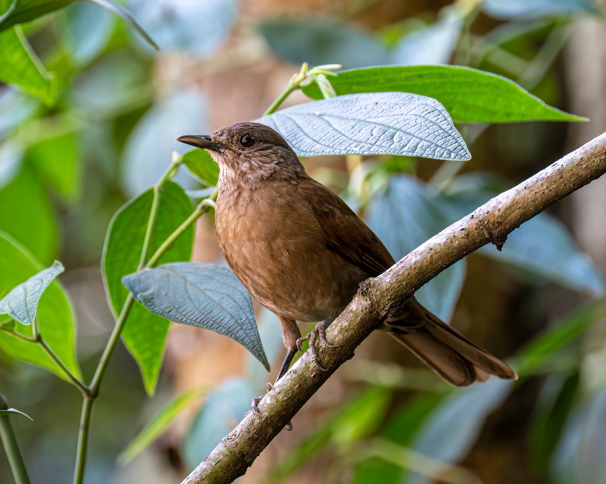 Zorzal Sabiá - ML646249080