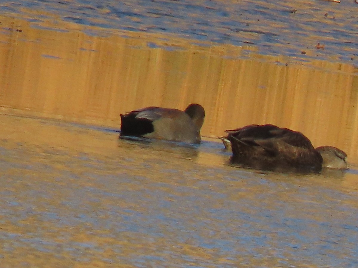 Ánade Friso - ML646249081