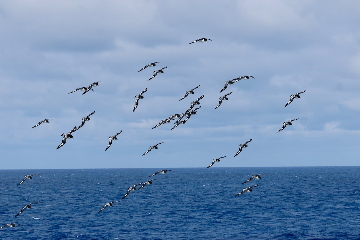 Petrel Damero - ML646249082