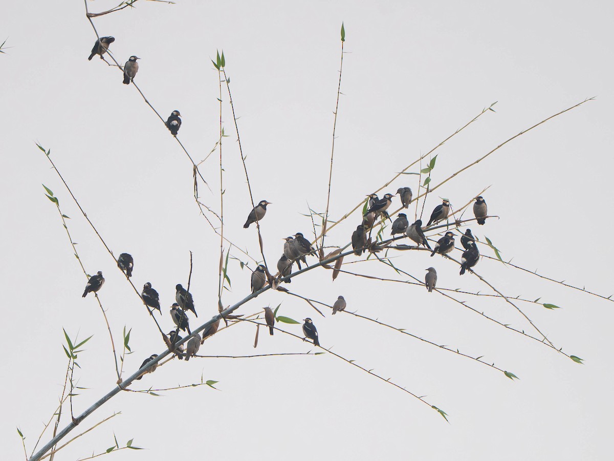 Estornino Pío Común - ML646249083