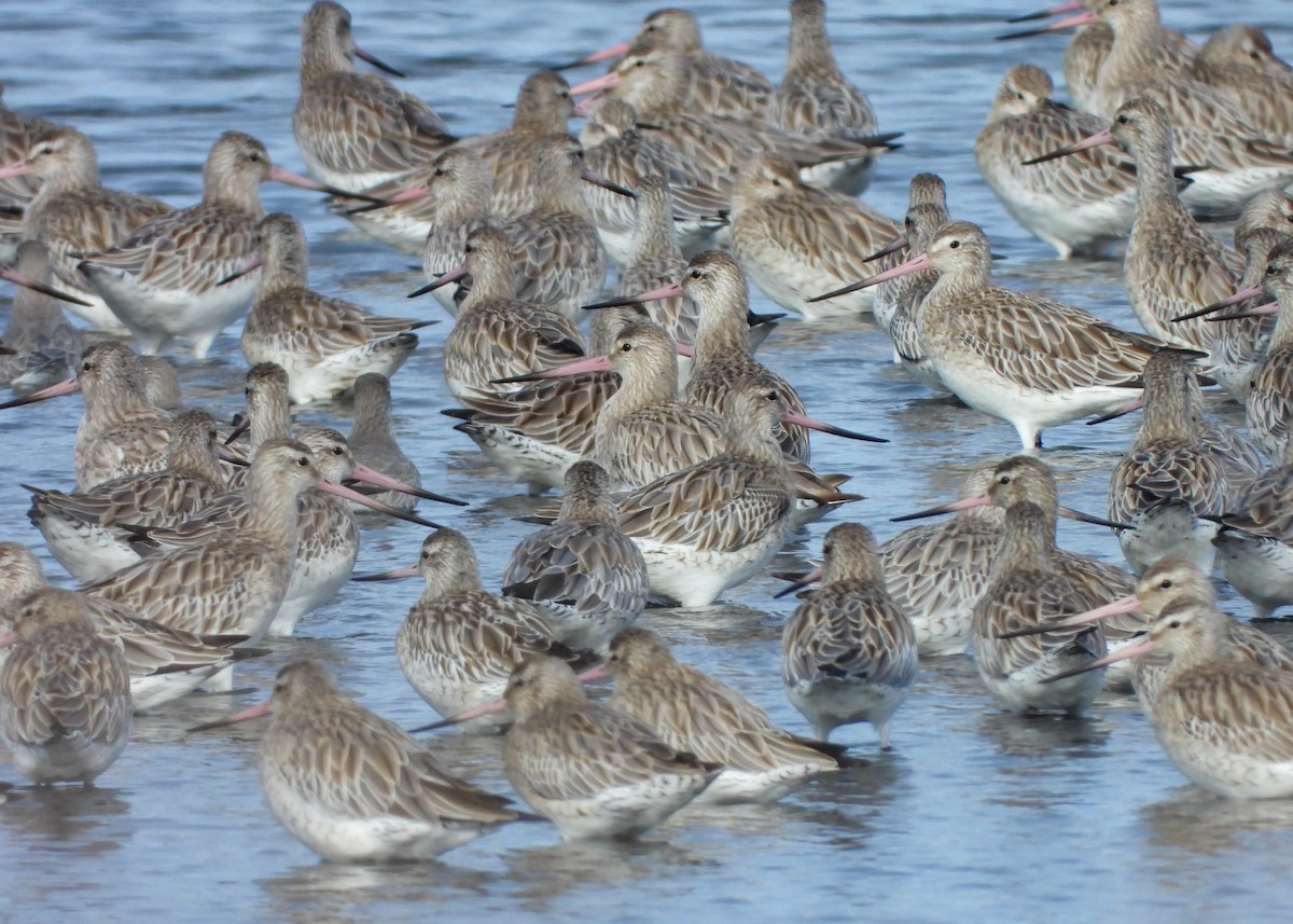 Aguja Colipinta - ML646249087