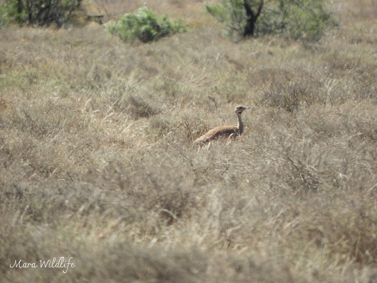 Sisón del Karoo - ML646249095
